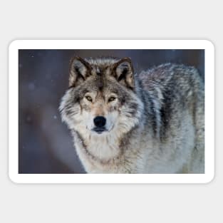Gray Wolf Sticker